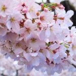 【和歌】ながらえて またひととせや